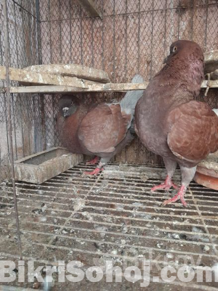 pigeon